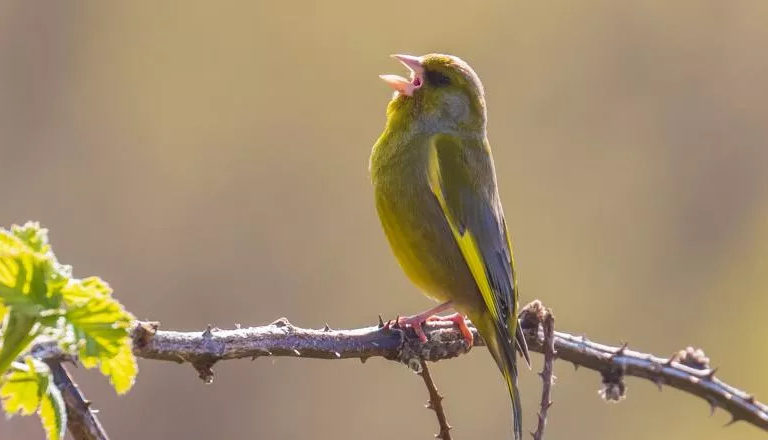 「看鳥」很療癒！　研究稱：每天賞鳥、聽鳥鳴「愉悅感可達8小時」